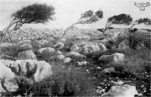 1911-Lussino-Oriule-e-la-bora-coll.-F.-Neretich